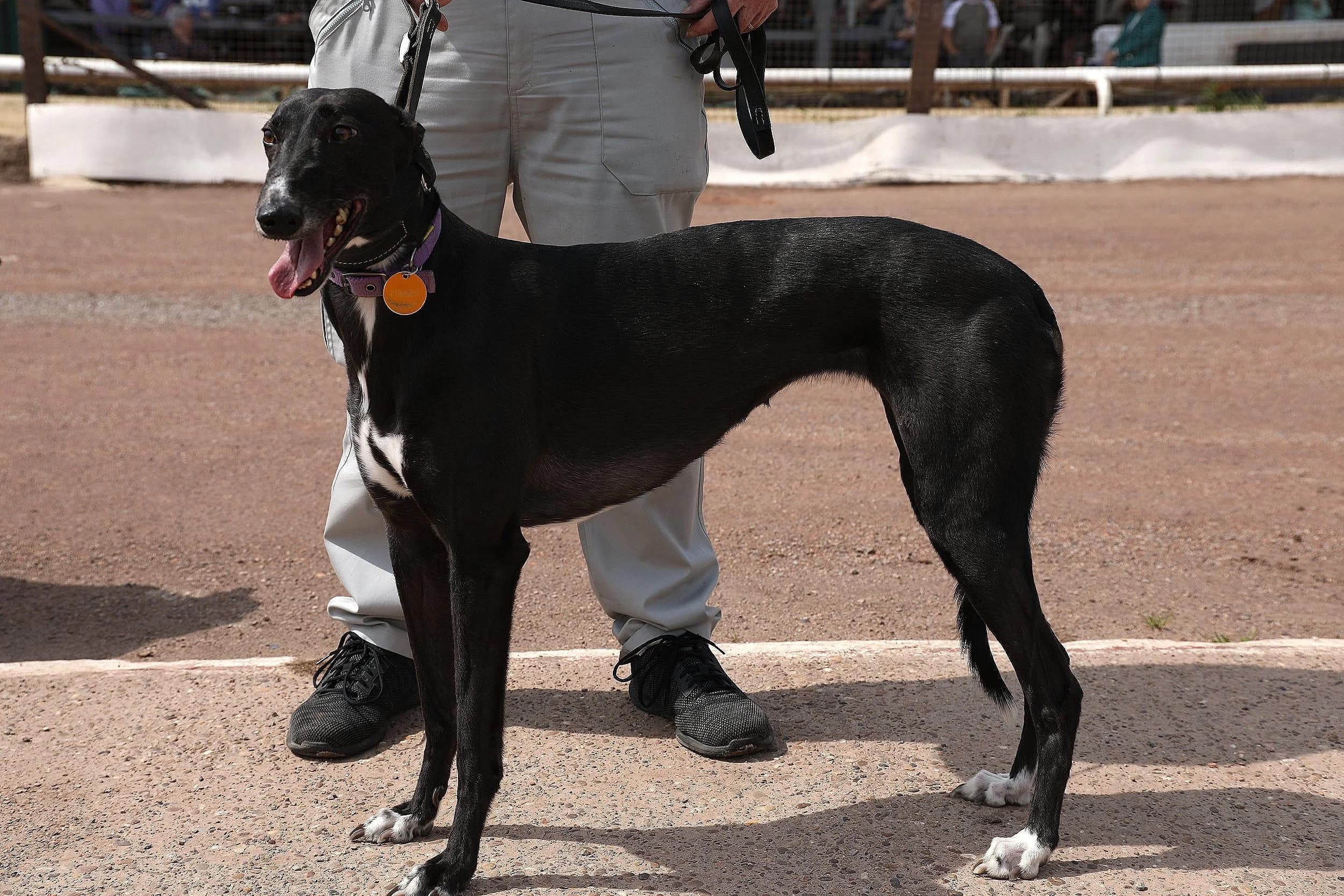 Sheffield Retired Greyhounds Dog Show (Sunday 14th May 2023)